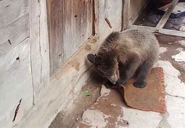 НАЈЛЕПША ПРИЧА ДАНАС: Медведица Маша тражи кључ под отирачем (ВИДЕО)